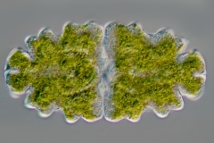 Euastrum oblongum