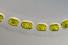 Geminella mutabilis