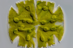 Micrasterias truncata