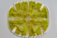Micrstarias truncata