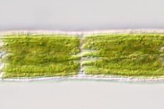 Pennium spirostriolatum