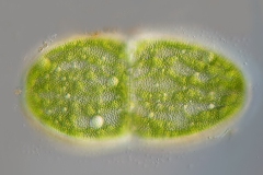 Actinotaenium turgidum