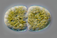 Cosmarium sp.