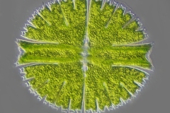 Micrasterias rotata