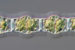 Bambusina borreri