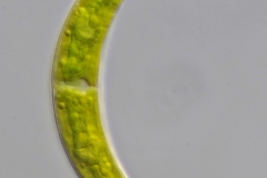 Closterium incurvum