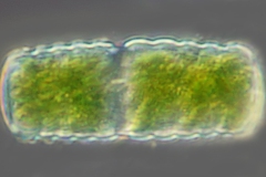 Cosmarium elegantissimum