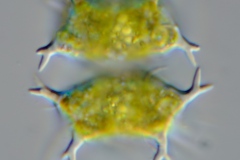 Staurastrum sp.
