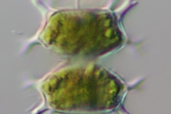 Staurastrum sp.