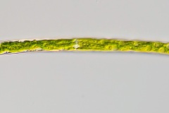 Closterium directum