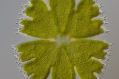 Micrasterias apiculata 1