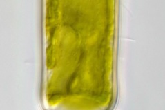 Haplotaenium minutum