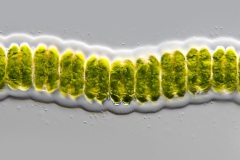 Desmidium swartzii