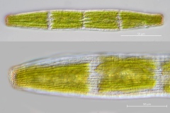 Pennium spirostriolatum