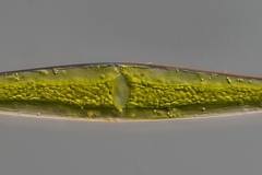 Closterium rostratum