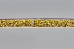 Closterium cf. praelongum
