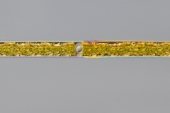 Closterium cf. praelongum 2