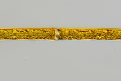 Closterium cf. praelongum 1