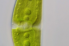 Closterium monoliferum