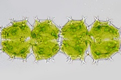 Xanthidium armatum