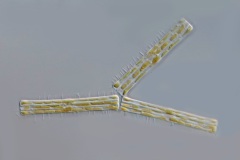 Tabellaria fenestrata