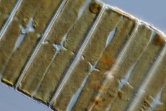 Eunotia sp.