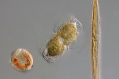 Entomoneis sp. et al.