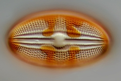 Diploneis krammeri