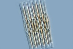 Fragilaria sp.
