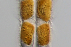 Entomoneis sp.