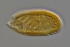 Cryptomonas sp. 38x18-µm