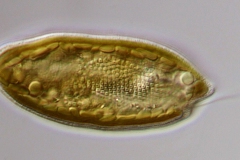 Cryptomonas rostratiformis