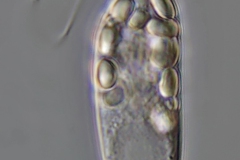 Chilomonas paramecium