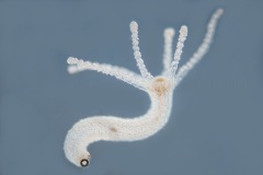 Hydra sp.