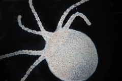 Hydra sp.