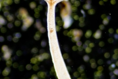 Hydra sp.