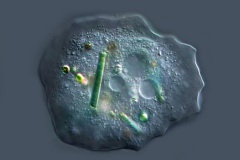Thecamoeba sp.