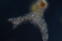 Metachaos sp.
