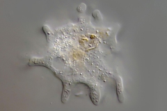 Korotnevella stella