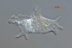 Korotnevella stella