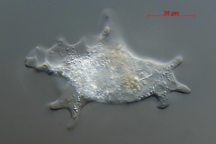 Korotnevella stella