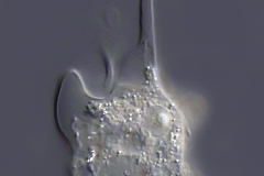 Korotnevella stella