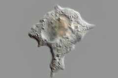 Mayorella sp.