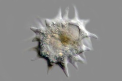 Mayorella sp.