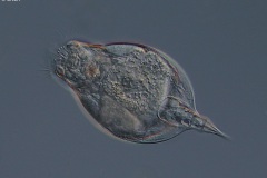 Lepadella acuminata