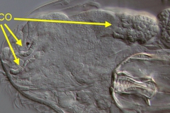 Dicranophorus sp. (2) Dicranophorus sp. (2)