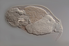 Dicranophorus sp. (1) Dicranophorus sp. (1)