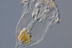 Synchaeta pectinata