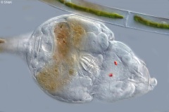 Philodina sp.