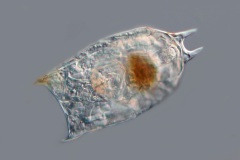 Lecane sp.